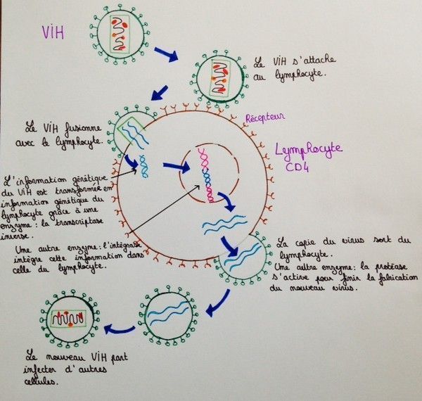 Partie I-Le SIDA, présentation de la pathologie.